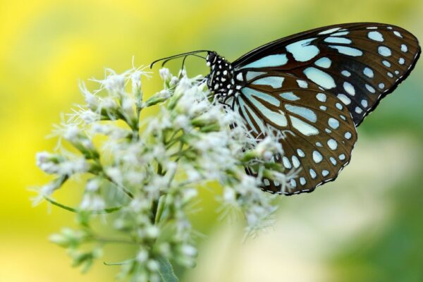 magicalhttpspussmoth.comla-migracion-de-las-mariposas-hacia-florida