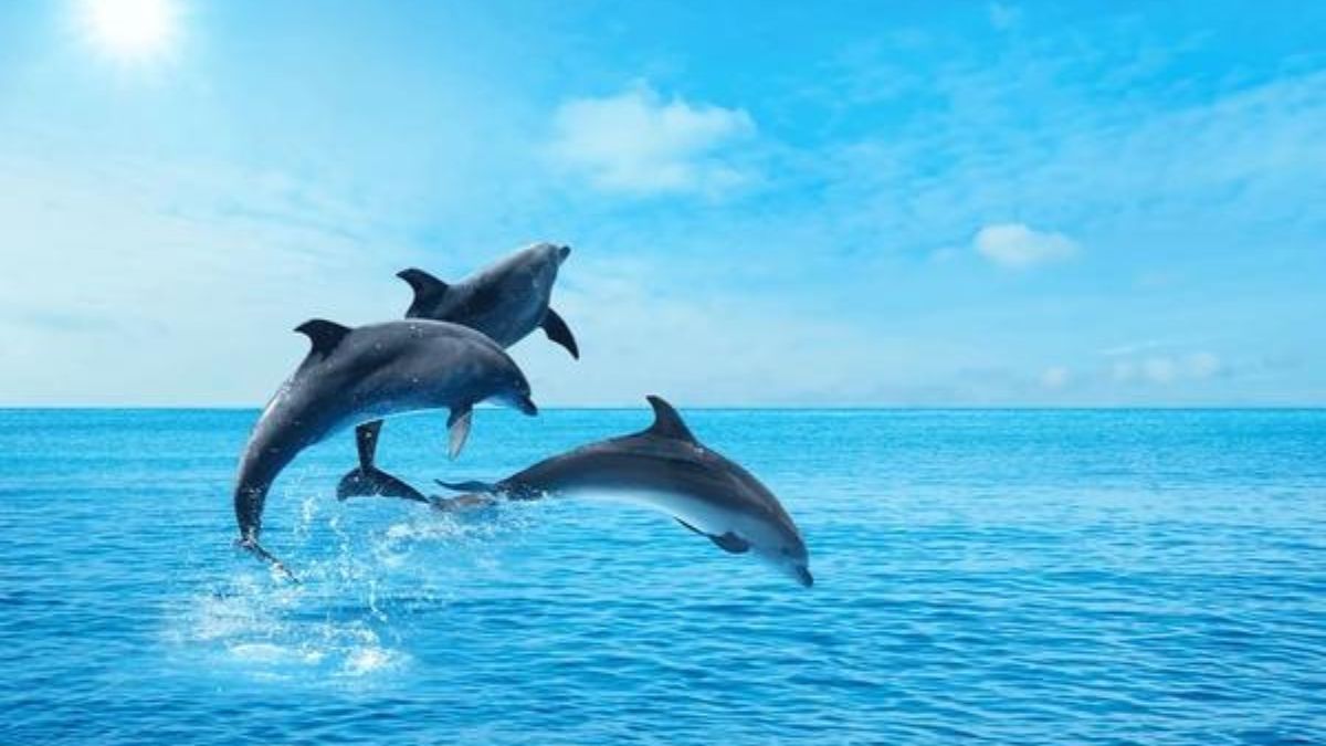 Dolphin Discovery