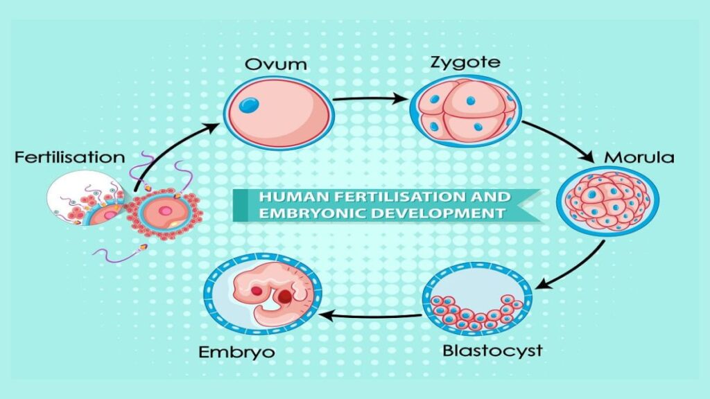 Blastocyst Culture