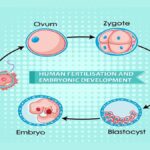 Blastocyst Culture