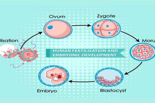 Blastocyst Culture