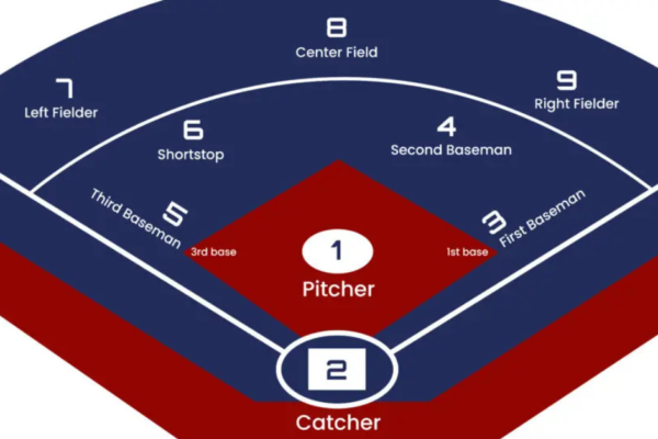 softball positions dichotomous key