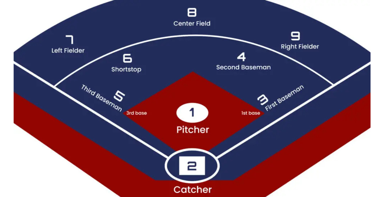 softball positions dichotomous key