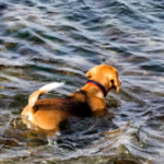 little fresh pond dog beach