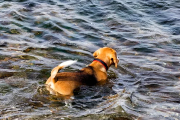 little fresh pond dog beach