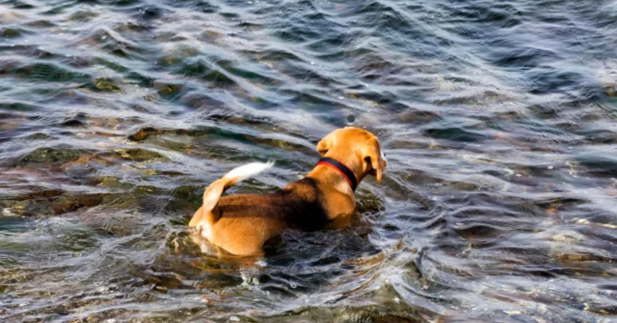 little fresh pond dog beach