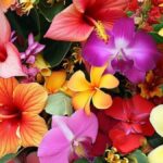 Discover the Vibrant Beauty of Miami Bloom Flower: A Floral Paradise